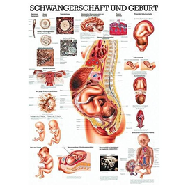 anat. Lehrtafel: Schwangerschaft, Geburt 70 x 100 cm, laminiert Produktbild