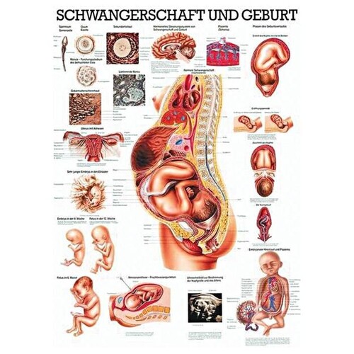 anat. Lehrtafel: Schwangerschaft, Geburt 70 x 100 cm, laminiert Produktbild Front View L