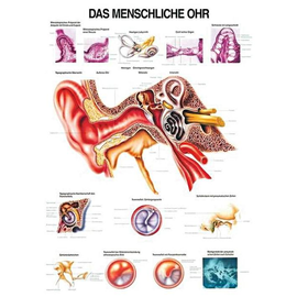 anat. Lehrtafel: Das menschliche Ohr 70 x 100 cm, Papier Produktbild