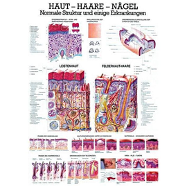 anat. Lehrtafel: Haut - Haare - Nägel 70 x 100 cm, Papier Produktbild
