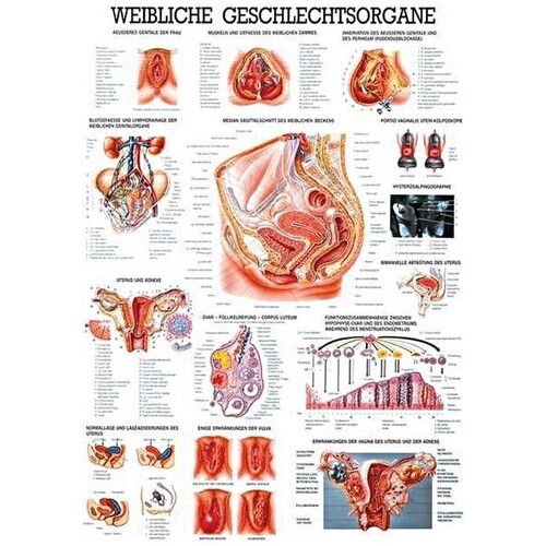 anat. Lehrtafel: Weibl.Geschlechtsorgane 70 x 100 cm, laminiert Produktbild Front View L