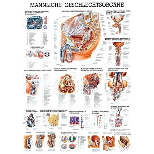 anat. Lehrtafel: Männl.Geschlechtsorgane 70 x 100 cm, laminiert Produktbild Front View L