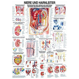 anat. Lehrtafel: Niere und Harnleiter 70 x 100 cm, Papier Produktbild