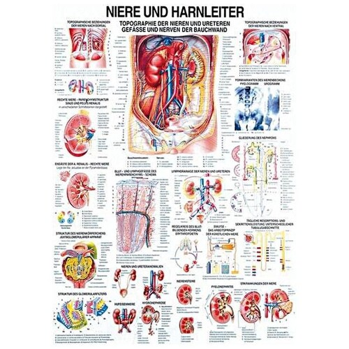 anat. Lehrtafel: Niere und Harnleiter 70 x 100 cm, laminiert Produktbild Front View L