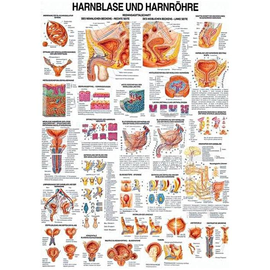 anat. Lehrtafel: Harnblase und Harnröhre 70 x 100 cm, Papier Produktbild