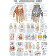 anat. Lehrtafel: Die menschliche Hand 70 x 100 cm, Papier Produktbild