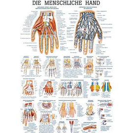 anat. Lehrtafel: Die menschliche Hand 70 x 100 cm, laminiert Produktbild