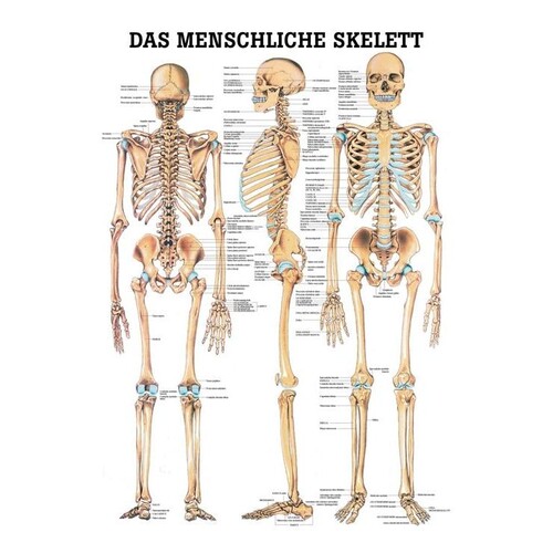 anat. Lehrtafel: Das menschliche Skelett 70 x 100 cm, Papier Produktbild Front View L