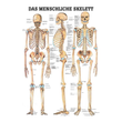 anat. Lehrtafel: Das menschliche Skelett 70 x 100 cm, laminiert Produktbild