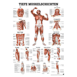 anat. Lehrtafel: Tiefe Muskeln Frontansicht 70 x 100 cm, laminiert Produktbild