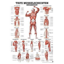 anat. Lehrtafel: Tiefe Muskeln Rückansicht 70 x 100 cm, Papier Produktbild