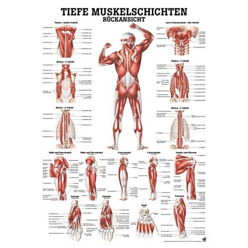 anat. Lehrtafel: Tiefe Muskeln Rückansicht 70 x 100 cm, Papier Produktbild Front View L