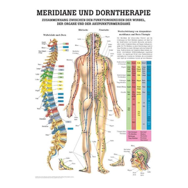 anat. Lehrtafel: Dorntherapie und Meridiane, 70 x 100 cm, laminiert Produktbild