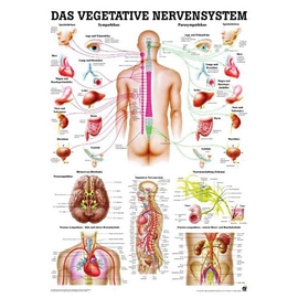 anat. Lehrtafel: Das vegetative Nervensystem 70 x 100 cm, Papier Produktbild