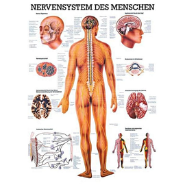 anat. Lehrtafel: Nervensystem des Menschen 70 x 100 cm, laminiert Produktbild