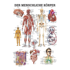 anat. Lehrtafel: Der menschliche Körper 70 x 100 cm, laminiert Produktbild