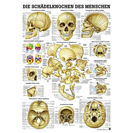 anat. Lehrtafel:Schädel & Schädelknochen 70 x 100 cm, Papier Produktbild