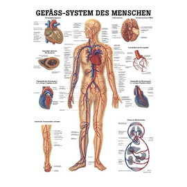 anat. Lehrtafel: Gefäßsystem des Menschen 70 x 100 cm, Papier Produktbild