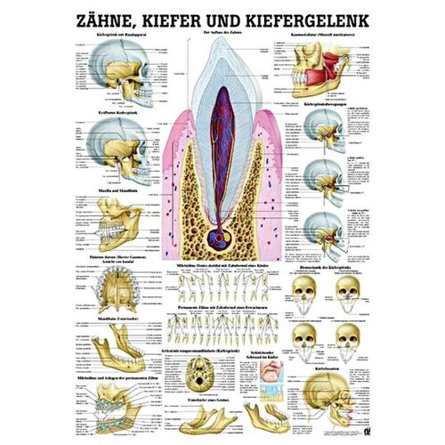 anat. Lehrtafel: Zähne & Kiefergelenk 70 x 100 cm, Papier Produktbild Front View L