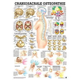 anat. Lehrtafel: Craniosacrale Osteopathie 70 x 100 cm, Papier Produktbild
