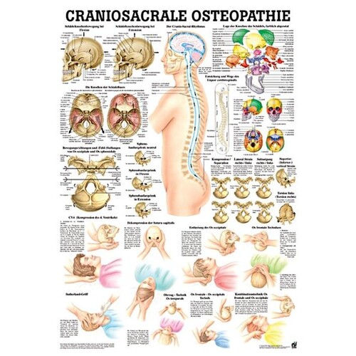 anat. Lehrtafel: Craniosacrale Osteopathie 70 x 100 cm, laminiert Produktbild Front View L
