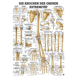 anat. Lehrtafel: Knochen obere Extremität 70 x 100 cm, Papier Produktbild