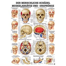 anat. Lehrtafel: Muskelansätze & Ursprünge am Schädel 70 x 100 cm, Papier Produktbild