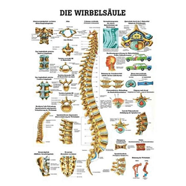 anat. Lehrtafel: Die Wirbelsäule 70 x 100 cm, laminiert Produktbild