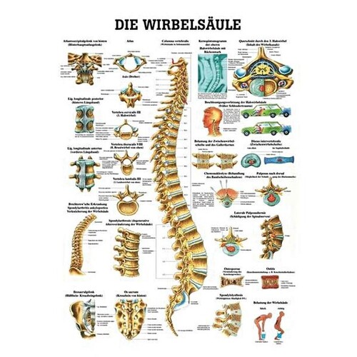 anat. Lehrtafel: Die Wirbelsäule 70 x 100 cm, laminiert Produktbild Front View L