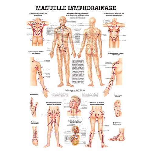 anat. Lehrtafel: Manuelle Lymphdrainage 70 x 100 cm, laminiert Produktbild Front View L