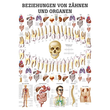 anat. Lehrtafel: Beziehungen von Organen und Zähnen 70 x 100 cm, Papier Produktbild
