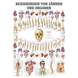 anat. Lehrtafel: Beziehungen von Organen und Zähnen 70 x 100 cm, Papier Produktbild