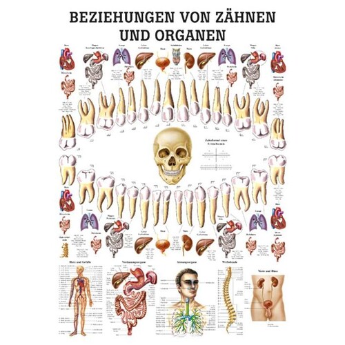 anat. Lehrtafel: Beziehungen von Organen und Zähnen 70 x 100 cm, Papier Produktbild Front View L
