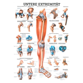 anat. Lehrtafel: Die untere Extremität 70 x 100 cm, laminiert Produktbild