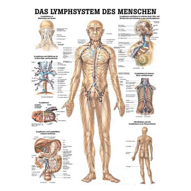 anat. Lehrtafel: Lymphsystem des Menschen 70 x 100 cm, Papier Produktbild
